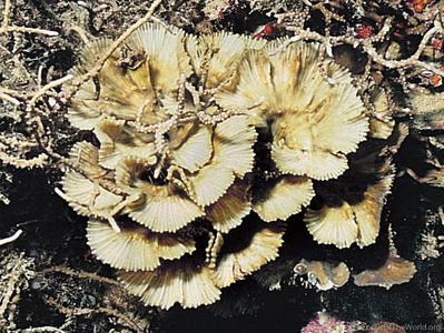 CotW preview: Mycedium steeni