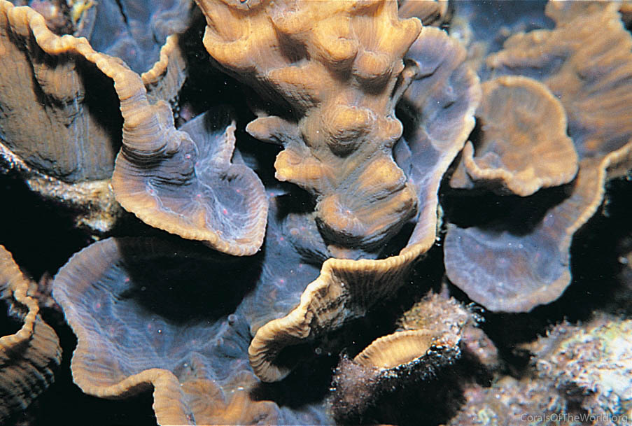 Image from Corals of the World: Mycedium umbra
