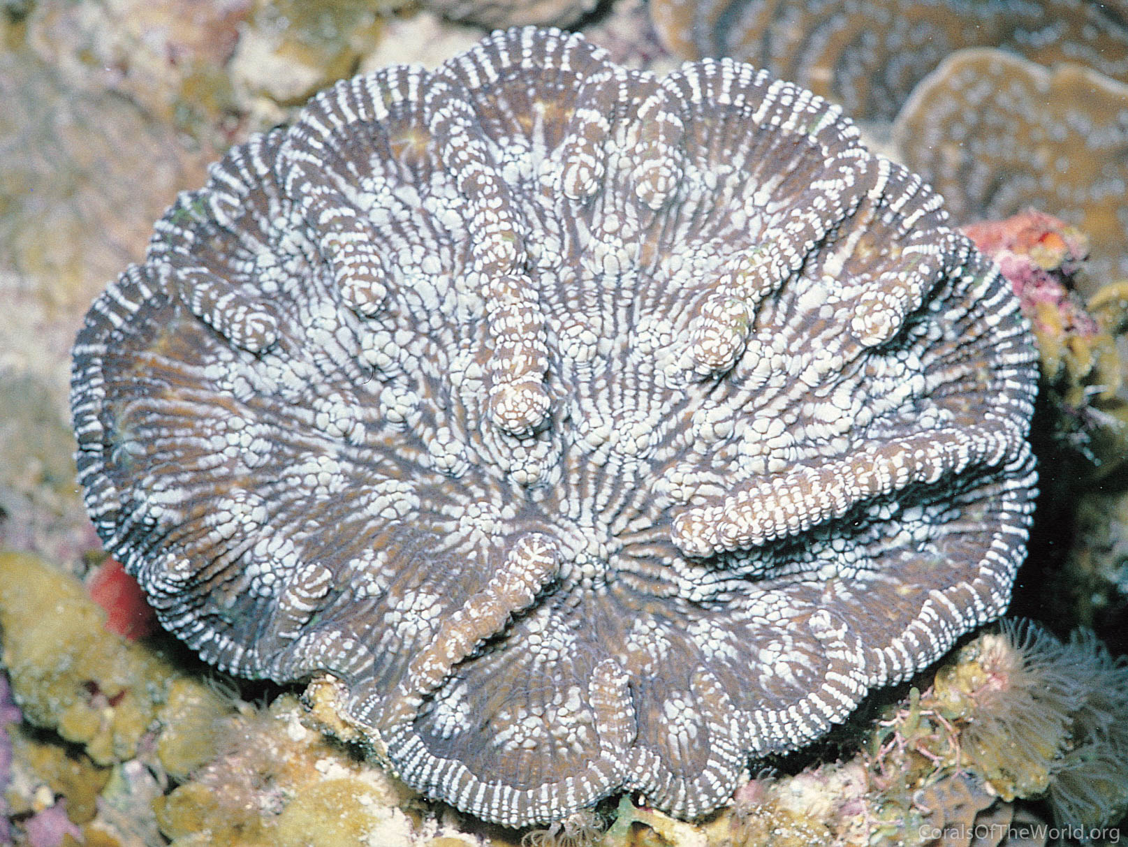 Image from Corals of the World: Mycetophyllia aliciae