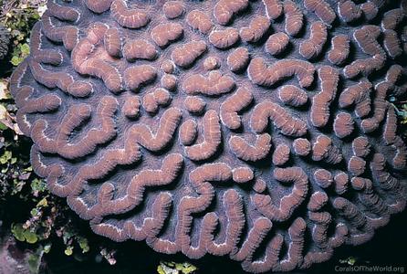 CotW: Mycetophyllia danaana