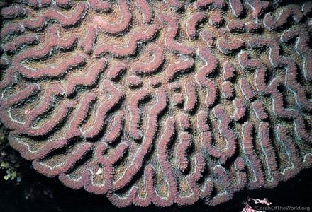 CotW: Mycetophyllia danaana