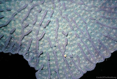 CotW: Mycetophyllia ferox