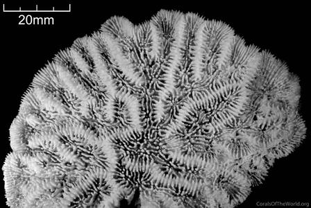 CotW: Mycetophyllia ferox