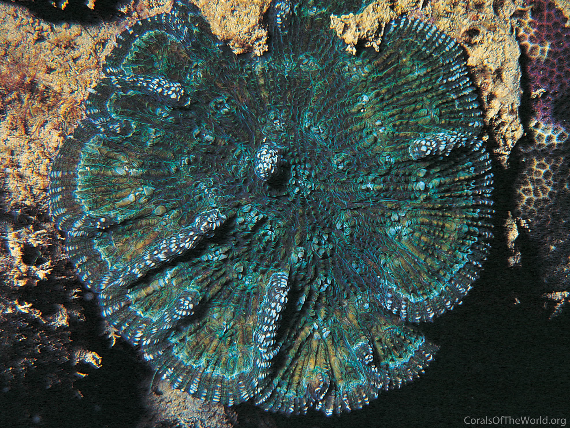 Image from Corals of the World: Mycetophyllia lamarckiana