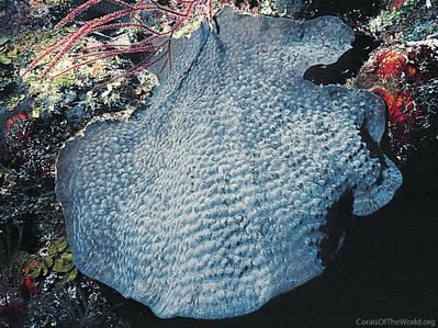 CotW preview: Mycetophyllia reesi