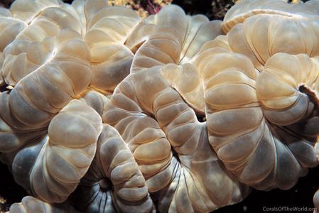 CotW preview: Nemenzophyllia turbida