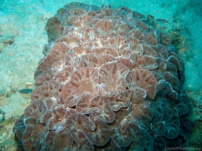 CotW: Nemenzophyllia turbida