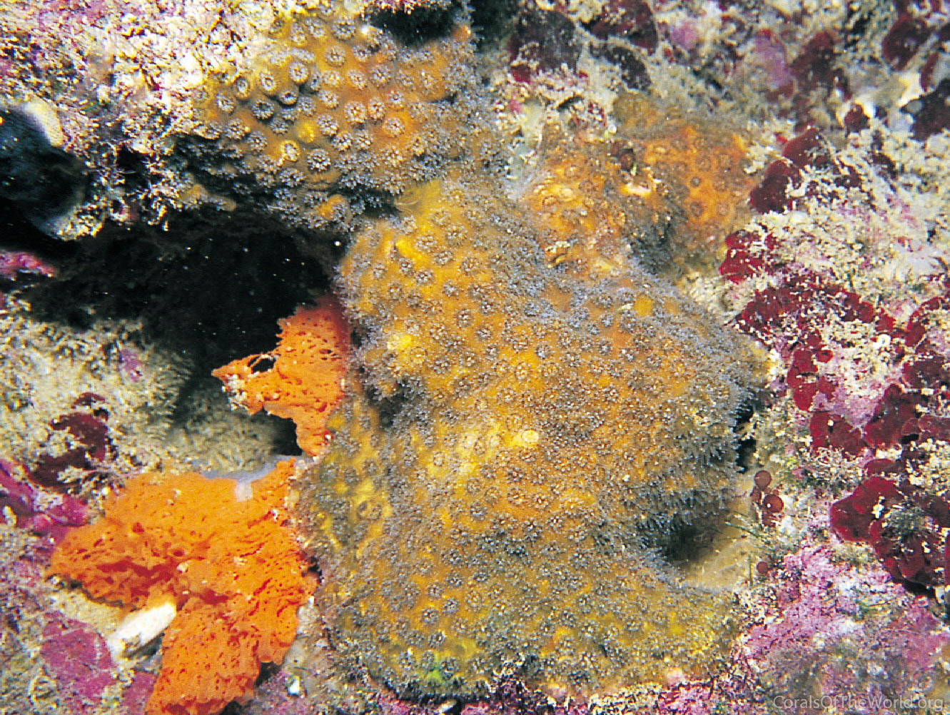 Oculina patagonica