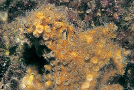 CotW: Oculina patagonica