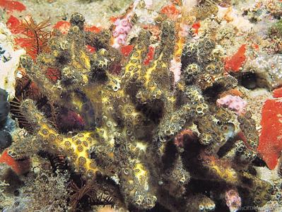 CotW preview: Oculina varicosa
