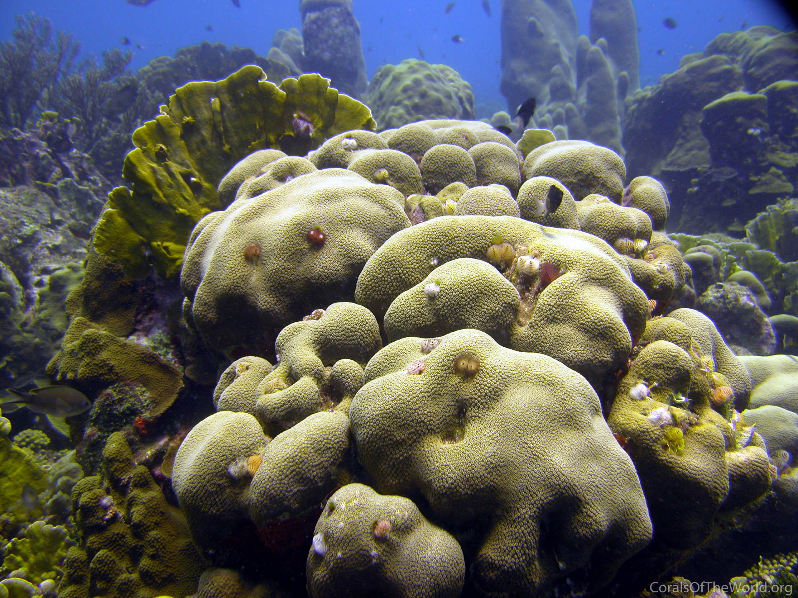 Orbicella annularis