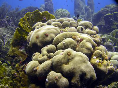 CotW preview: Orbicella annularis