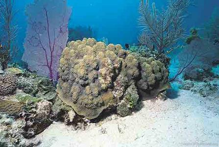 CotW: Orbicella annularis