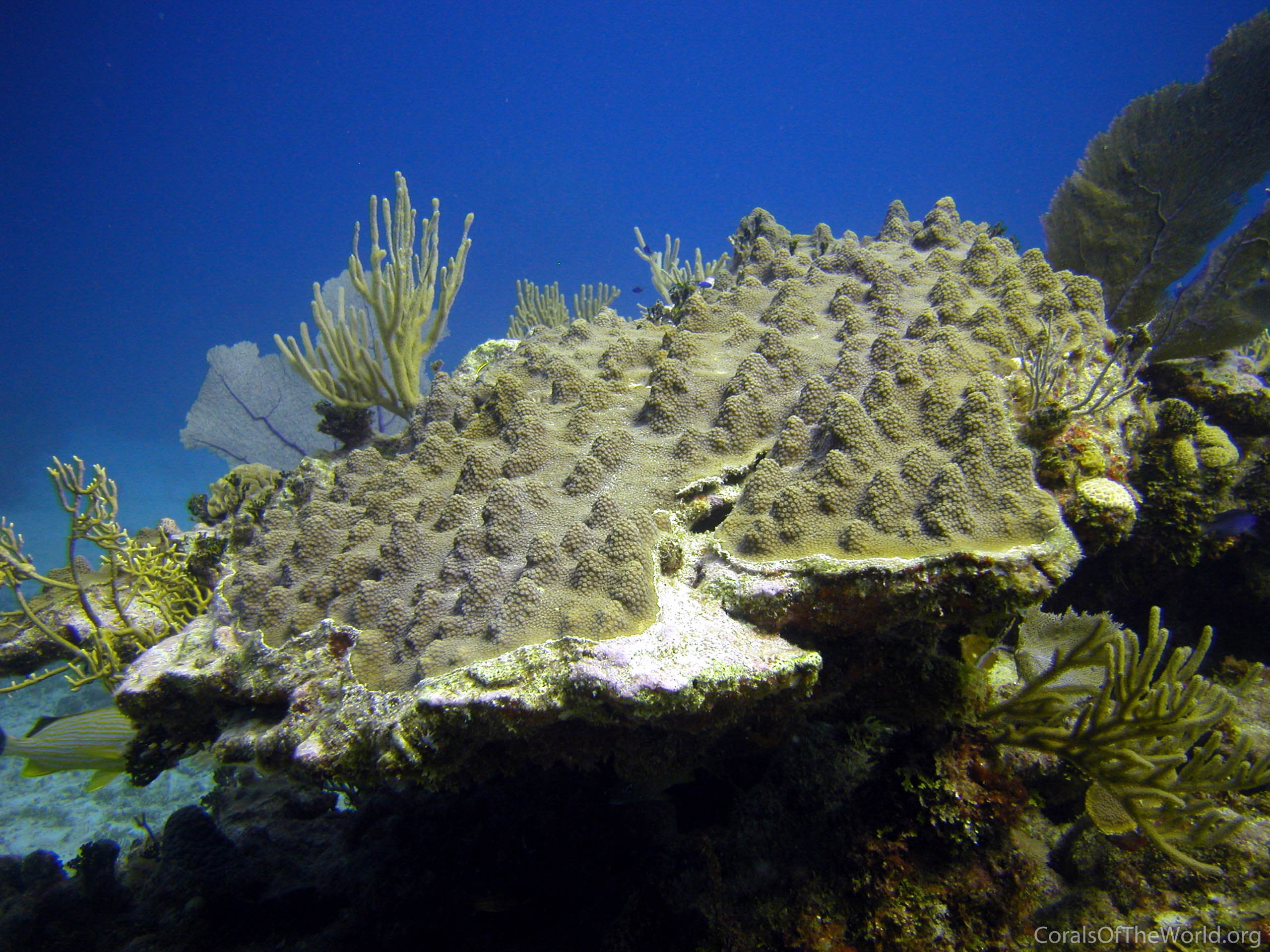 Image from Corals of the World: Orbicella faveolata