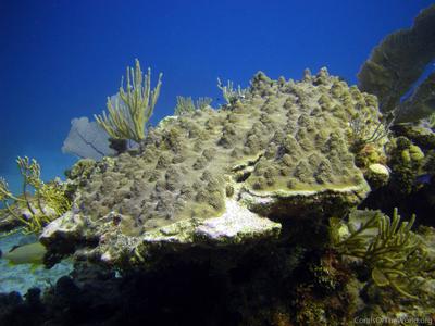 CotW preview: Orbicella faveolata