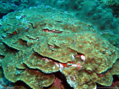 CotW: Orbicella franksi