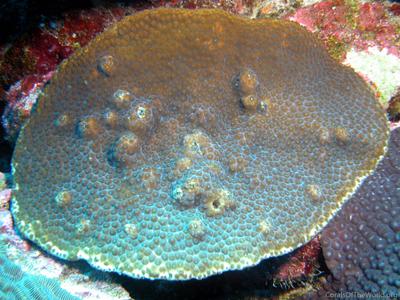 CotW: Orbicella franksi
