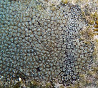 CotW preview: Oulastrea crispata