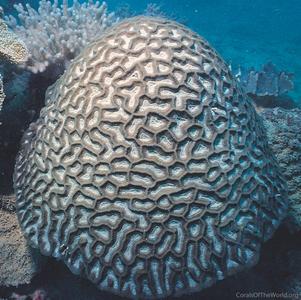 CotW: Oulophyllia bennettae