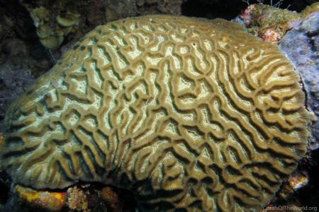 CotW: Oulophyllia crispa