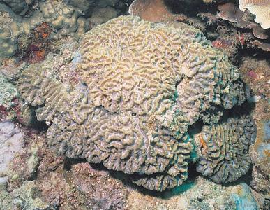 CotW: Oulophyllia levis