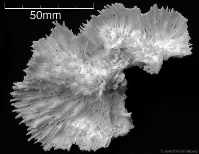 CotW: Oxypora convoluta
