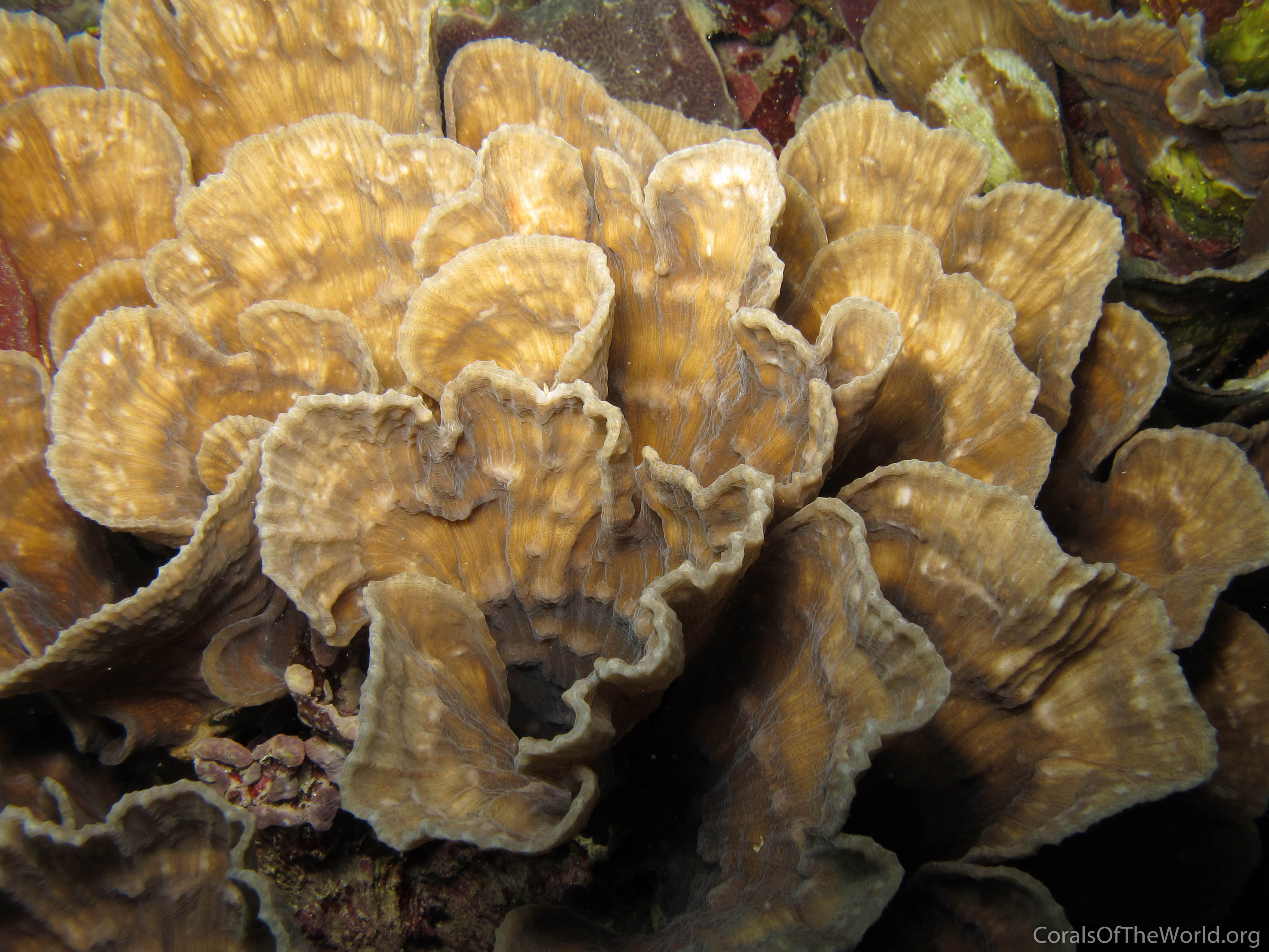 Image from Corals of the World: Oxypora crassispinosa