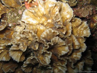 CotW: Oxypora crassispinosa