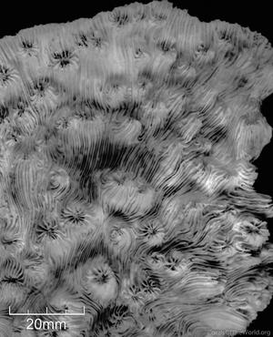 CotW preview: Oxypora egyptensis