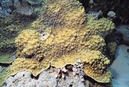 CotW: Oxypora egyptensis