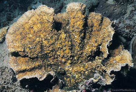 CotW preview: Oxypora glabra