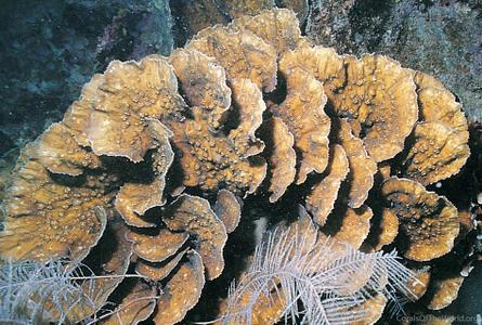 CotW preview: Oxypora glabra