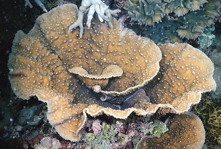 CotW preview: Oxypora lacera