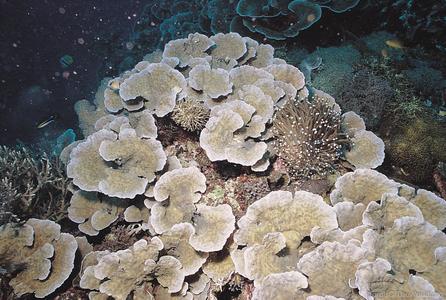 CotW preview: Oxypora lacera