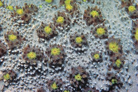 CotW: Oxypora lacera