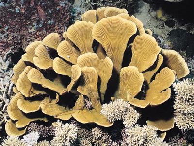 CotW: Pachyseris foliosa