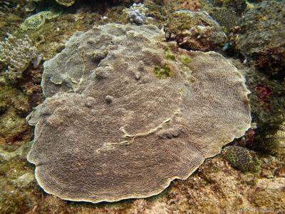 CotW: Pachyseris gemmae