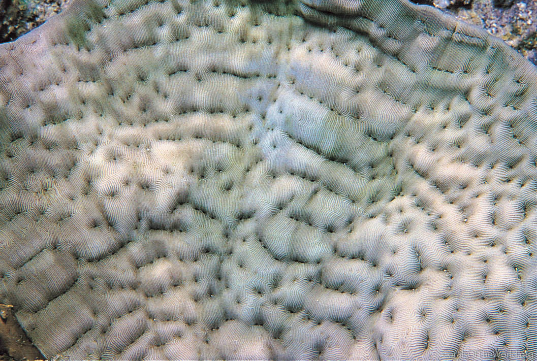 Image from Corals of the World: Pachyseris inattesa