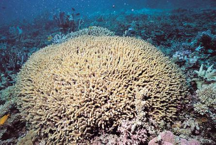 CotW preview: Palauastrea ramosa