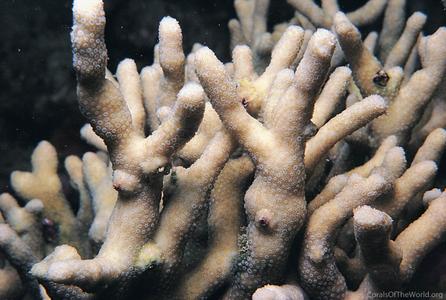 CotW: Palauastrea ramosa
