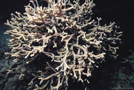 CotW: Palauastrea ramosa
