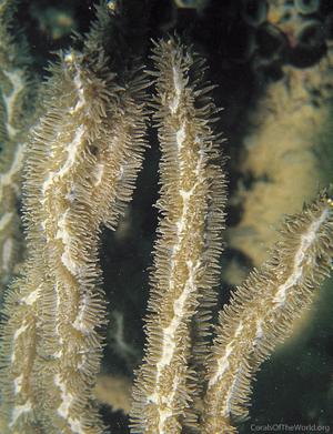CotW: Paraclavarina triangularis