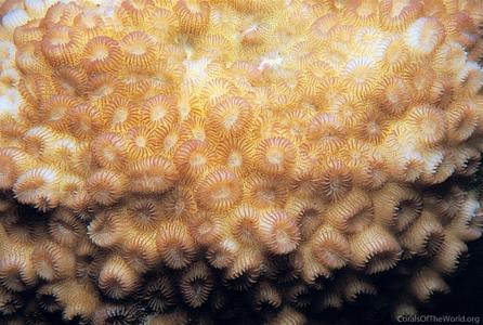CotW: Paramontastraea salebrosa