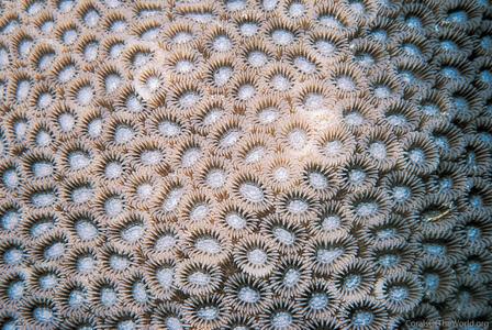 CotW: Paramontastraea serageldini