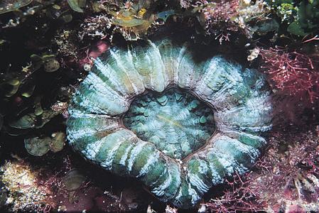 CotW preview: Parascolymia australis