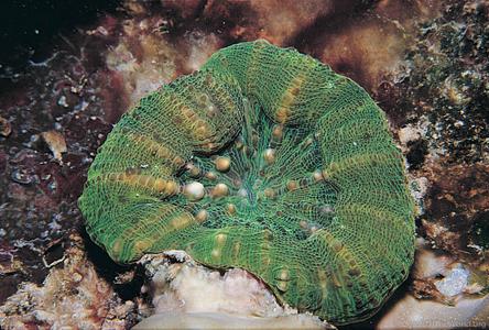 CotW: Parascolymia australis