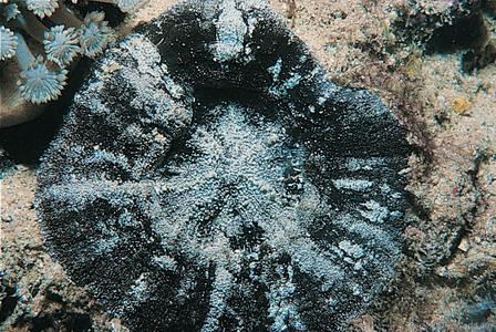 CotW: Parascolymia australis