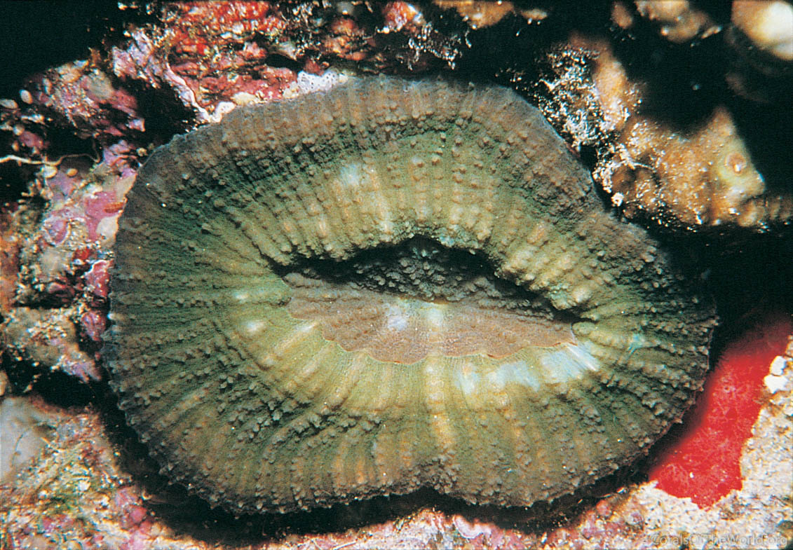 Parascolymia vitiensis