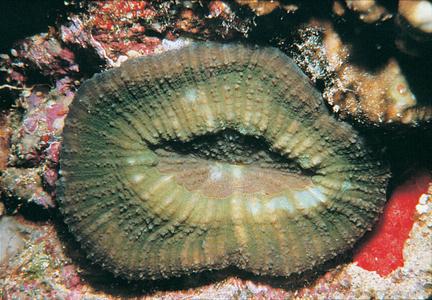 CotW preview: Parascolymia vitiensis
