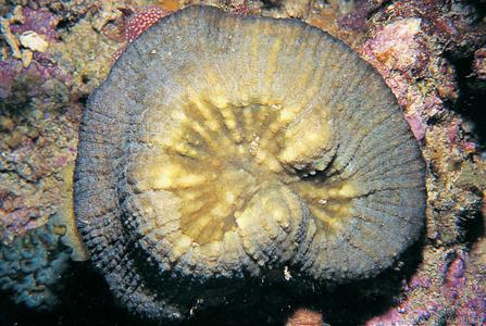 CotW: Parascolymia vitiensis